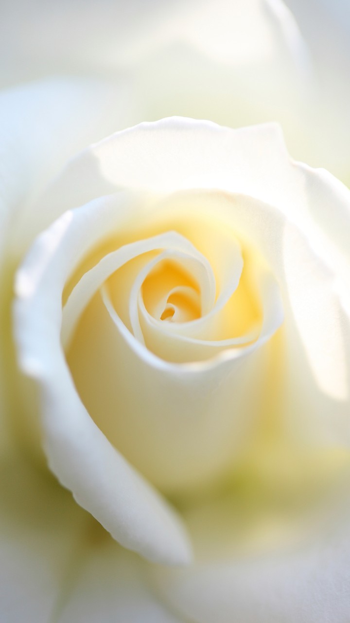 White Rose
