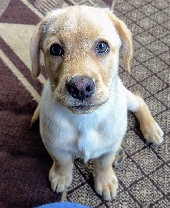 Doggo