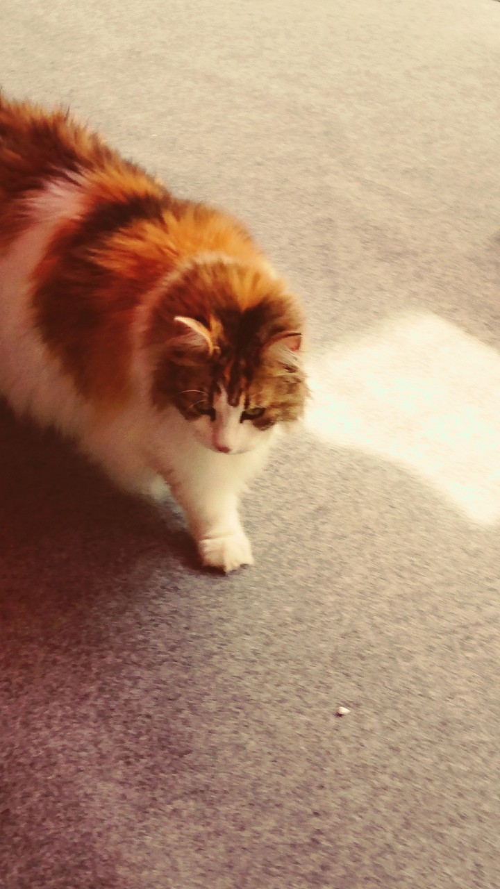 猫
