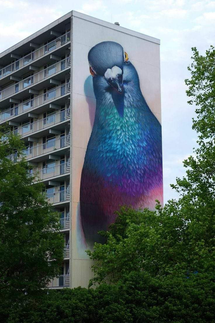 Piegon looking ahead