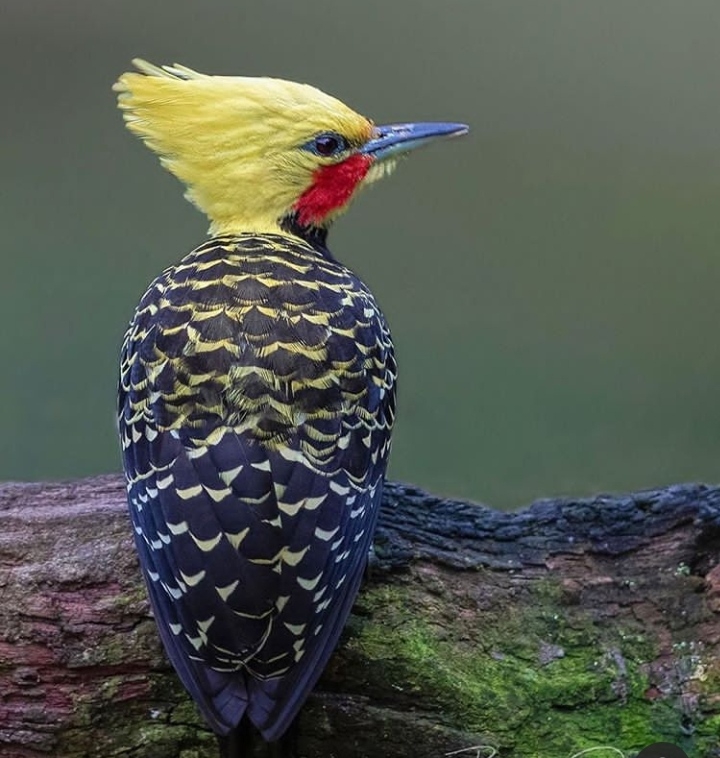 Bird