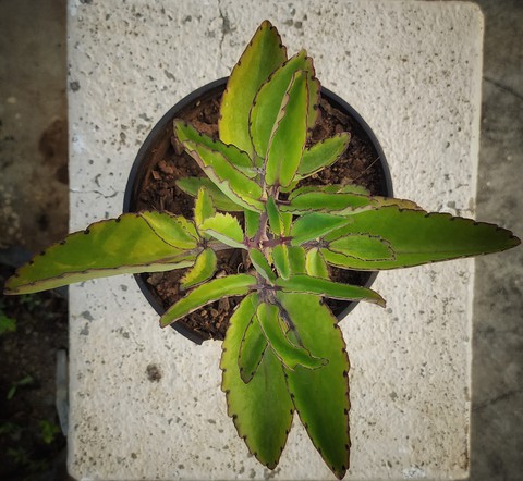 bryophylum plant