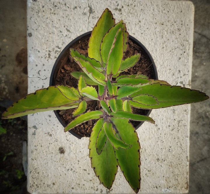 bryophylum plant