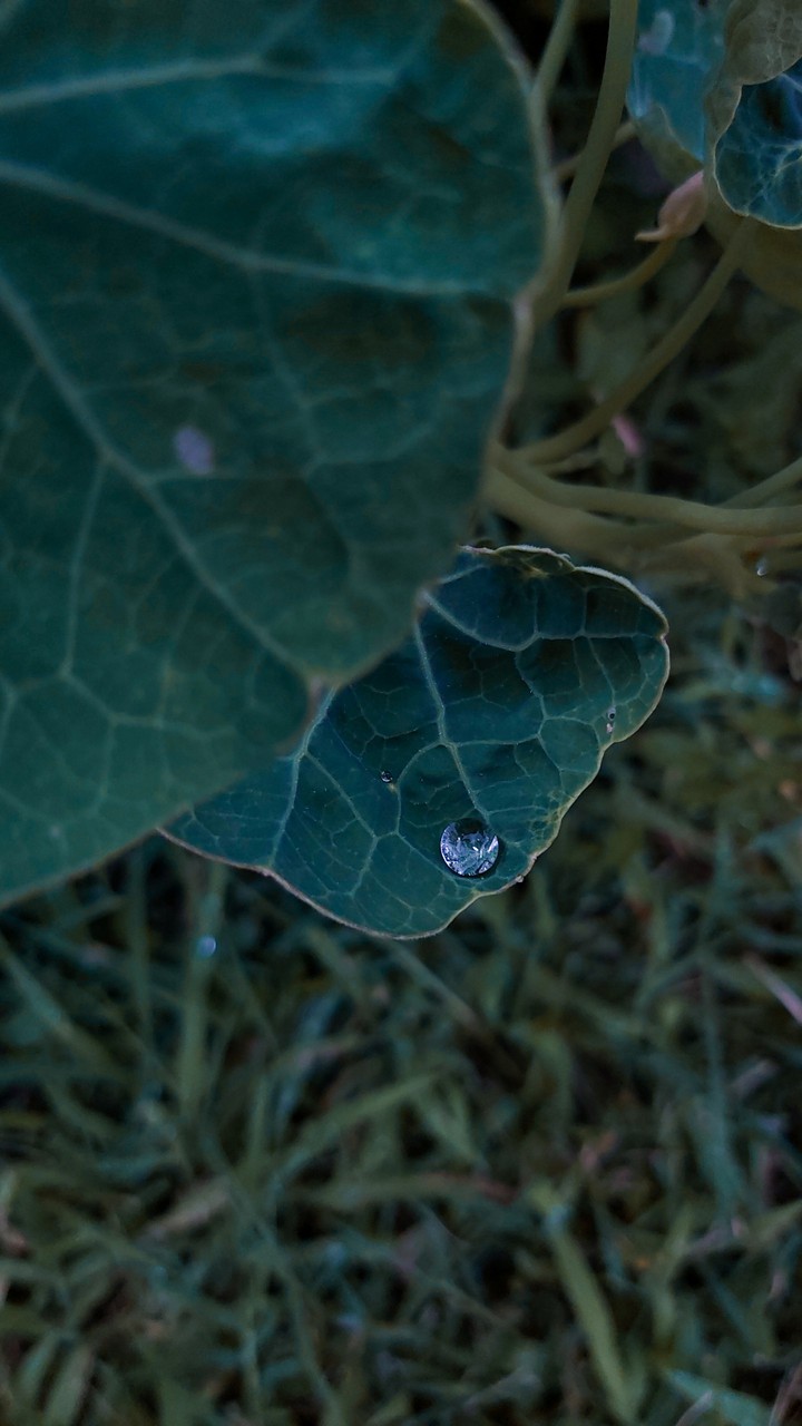 waterdrop after rain