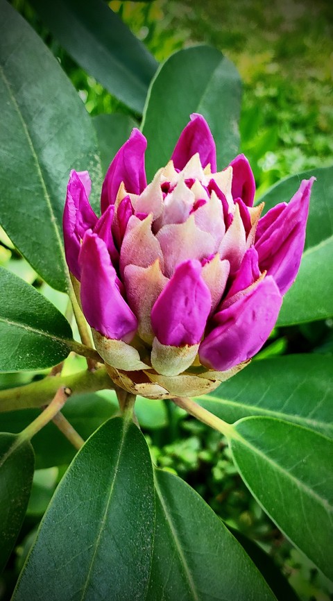Nature's Masterpiece