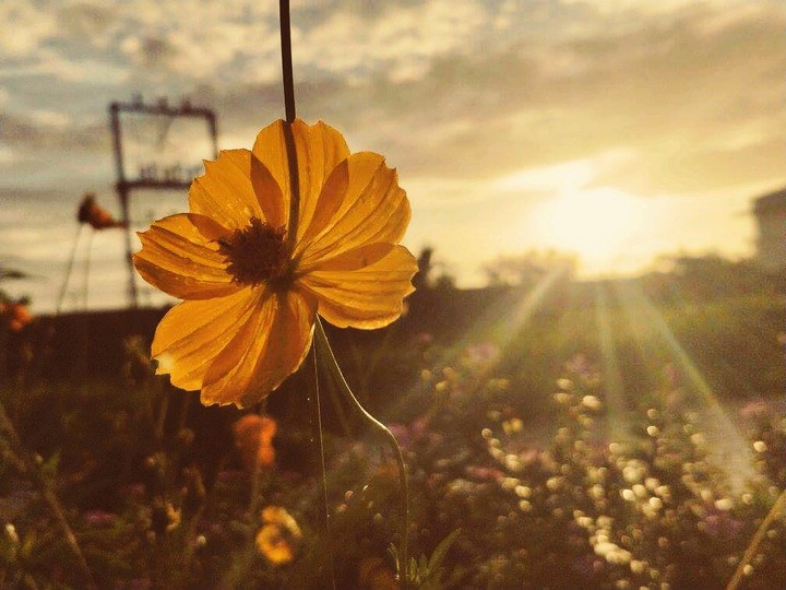 Bloom
