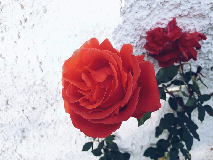 rose