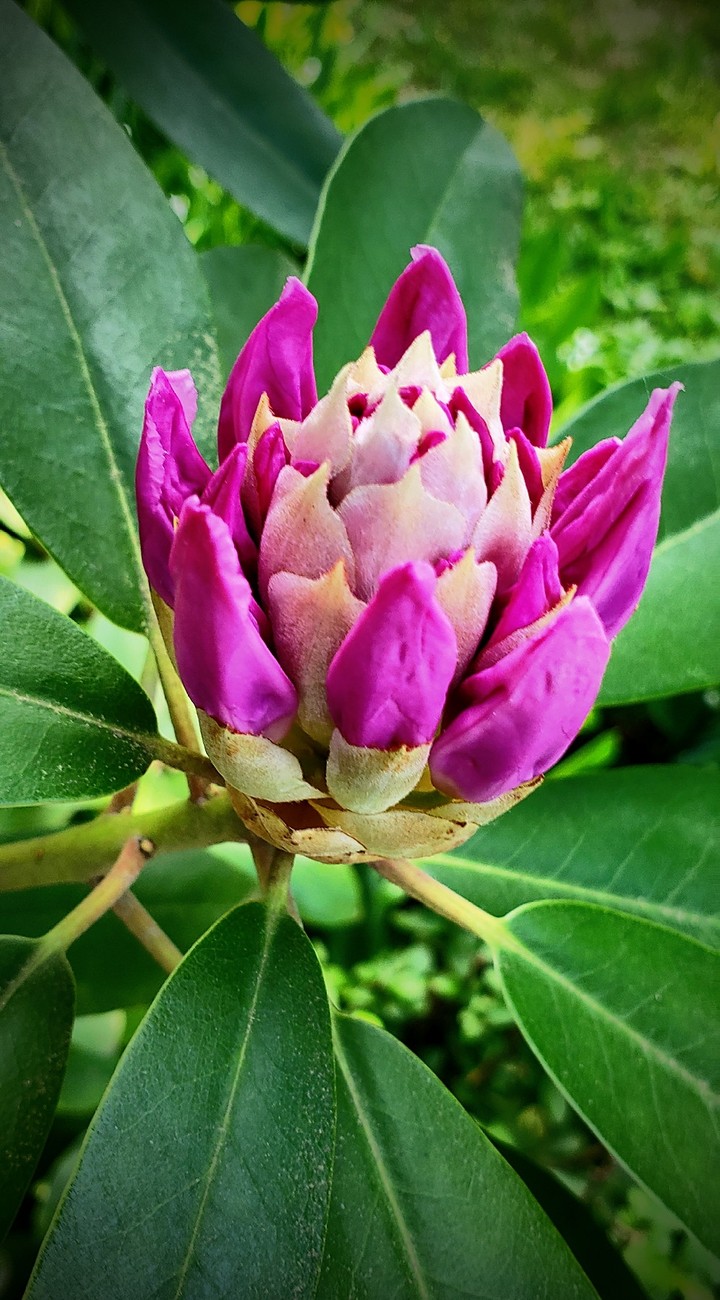 Nature's Masterpiece