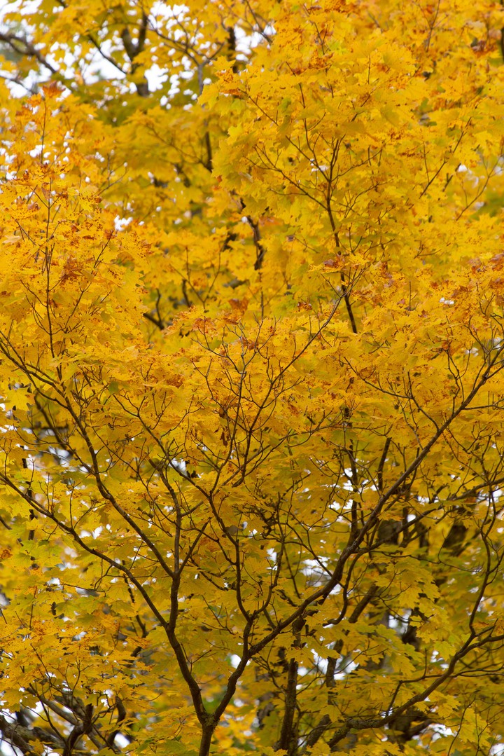 Yellow Tree