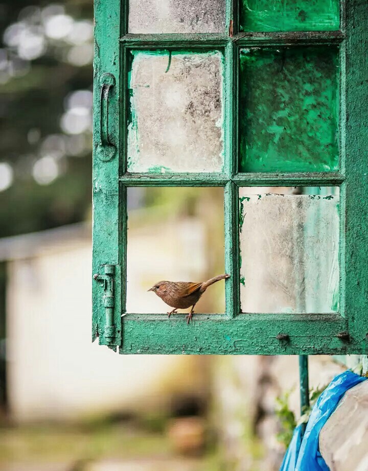 Bird 