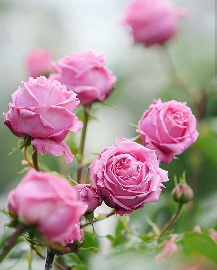 Roses