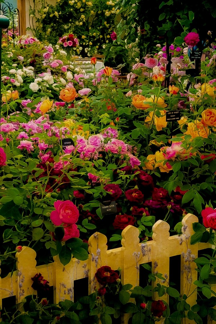 garden flowers