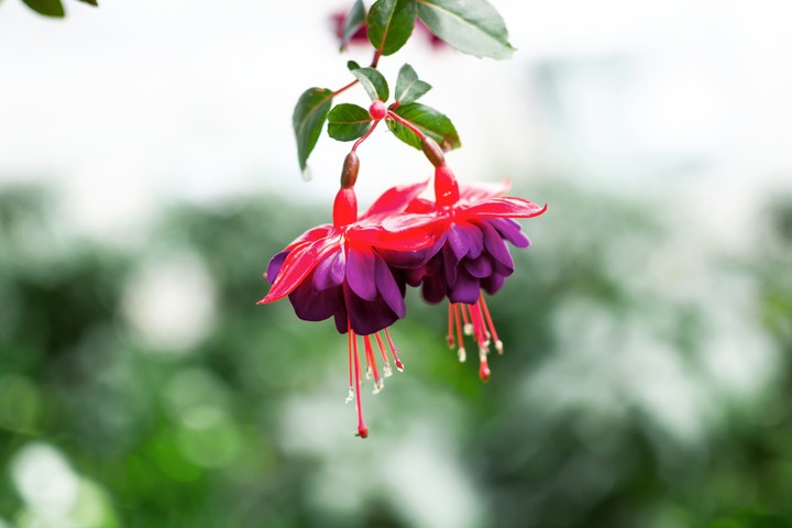 unknow flower