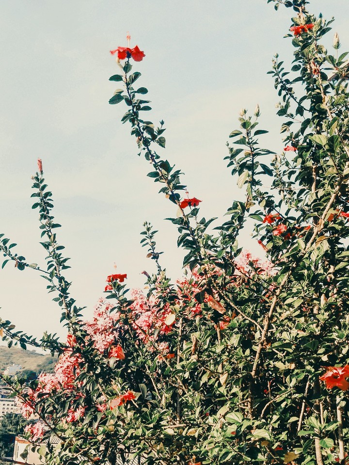 #natureza