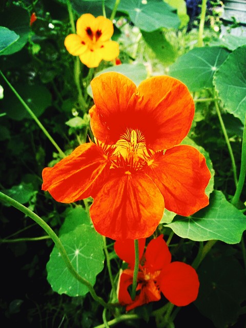 summer