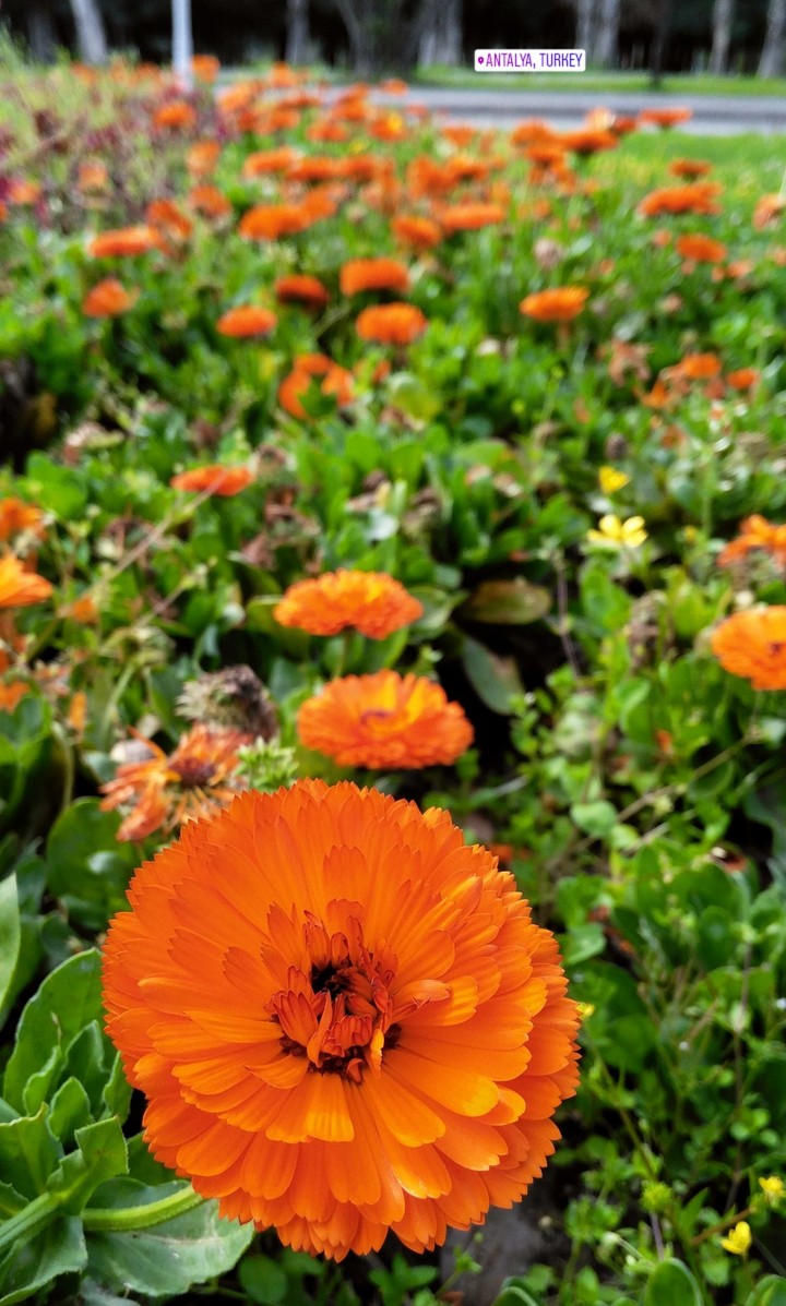 orange