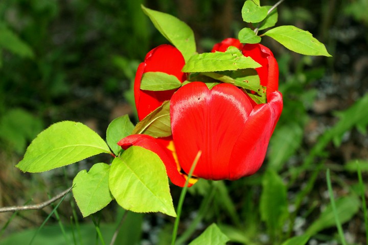 Spring