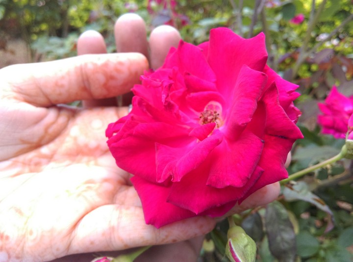 sweet rose