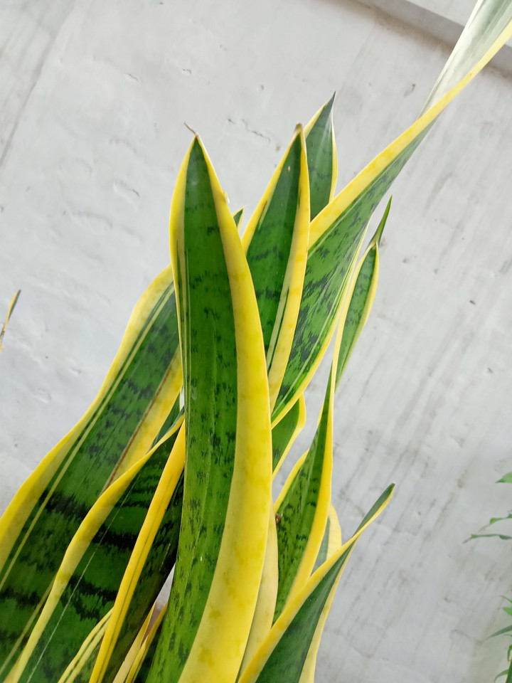 dracaena