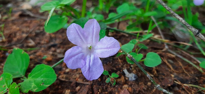Violet Flower
