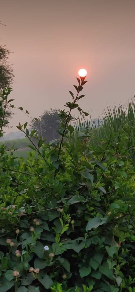 # Morning Time Sun