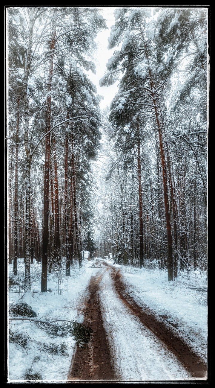 forest path
