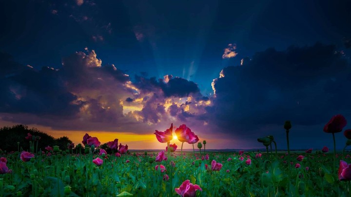 Sunrise and Flowers