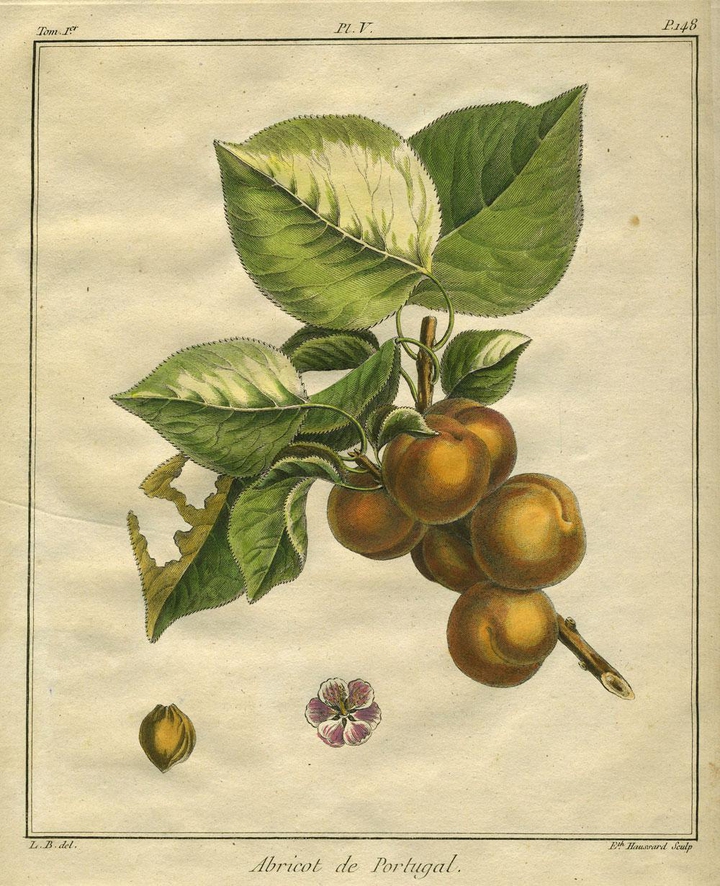 Apricot