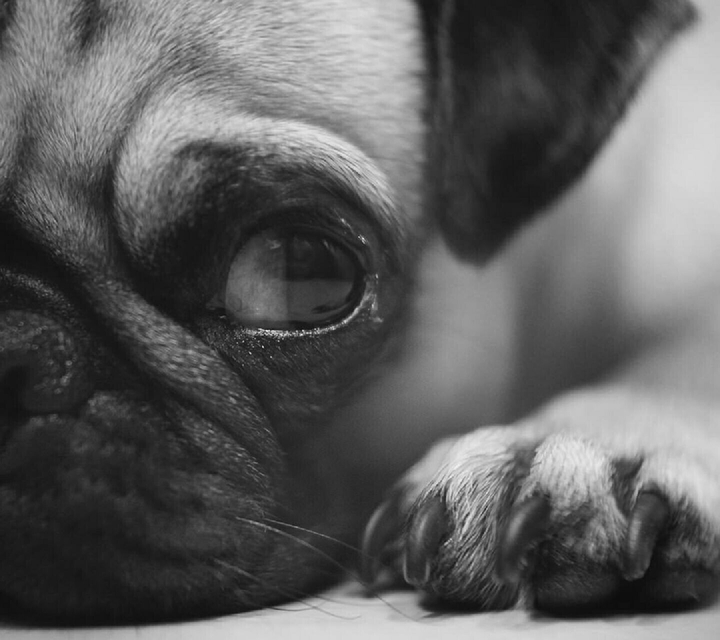 pug