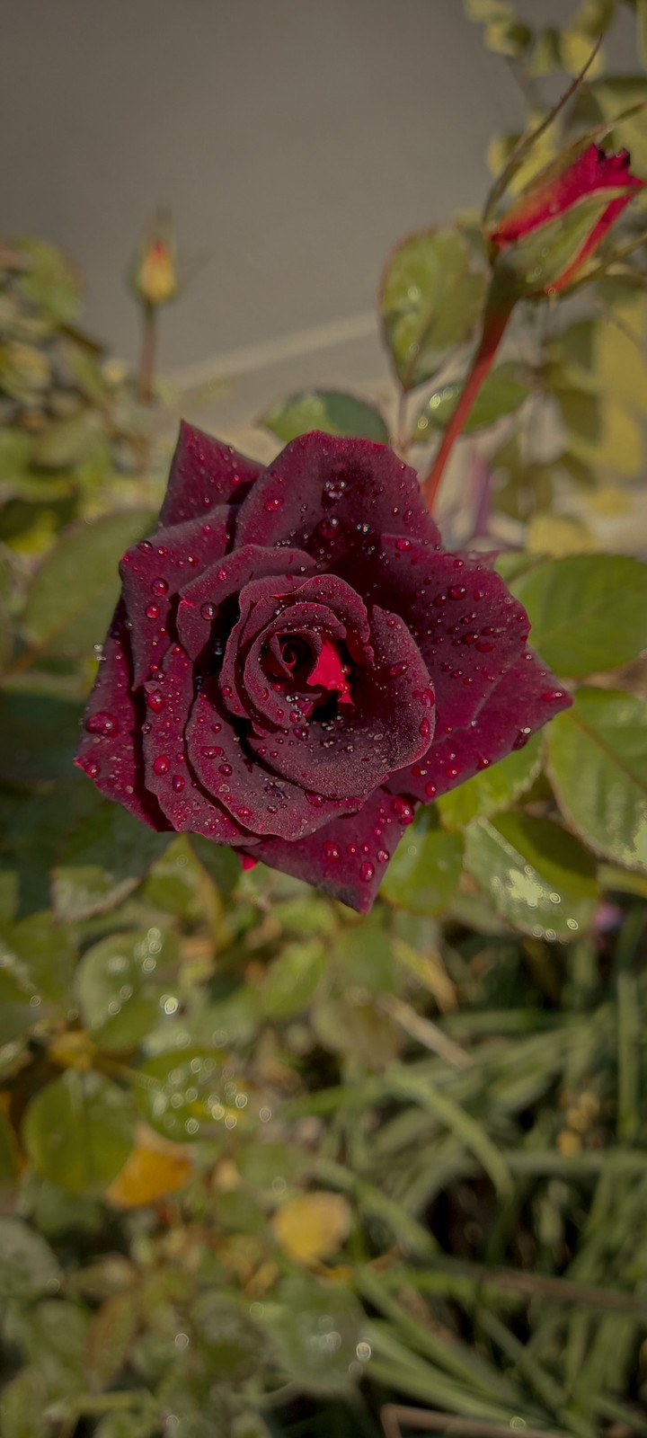 red rose