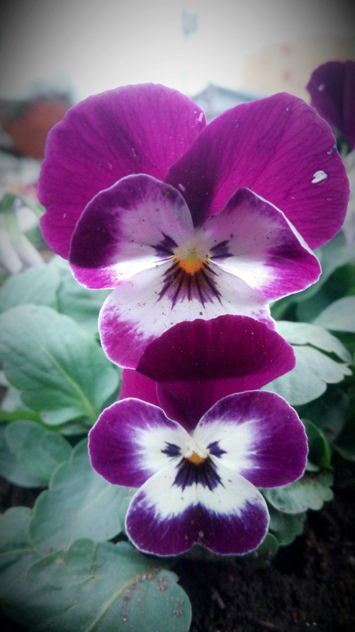 Japanese flowers