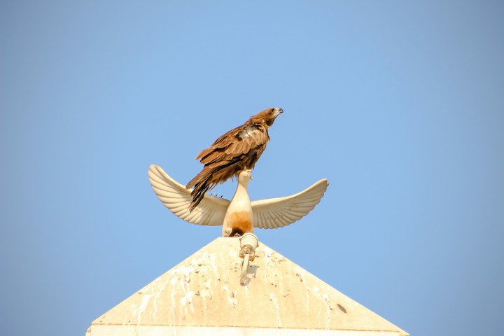 eagle
