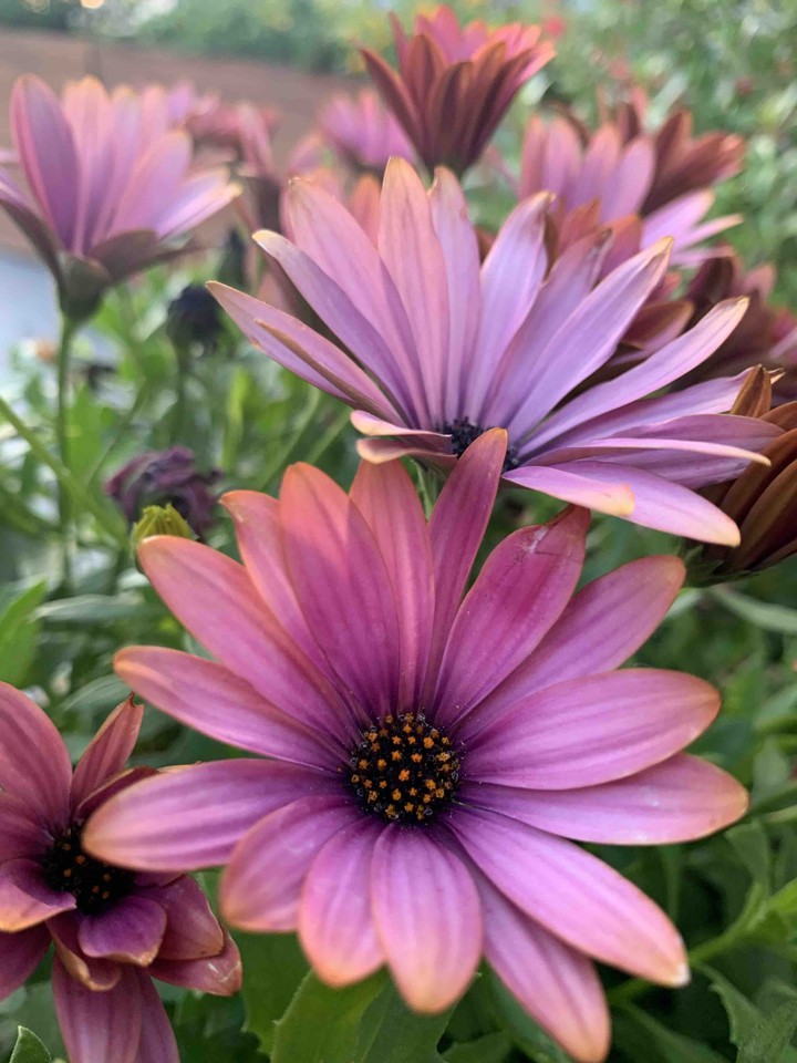 flores moradas