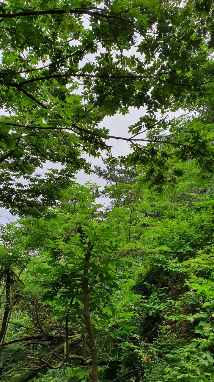 늘푸른(evergreen)