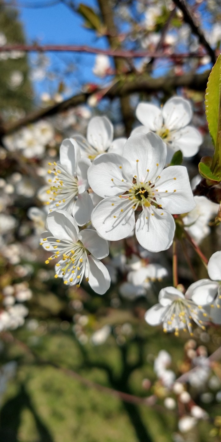 flowers