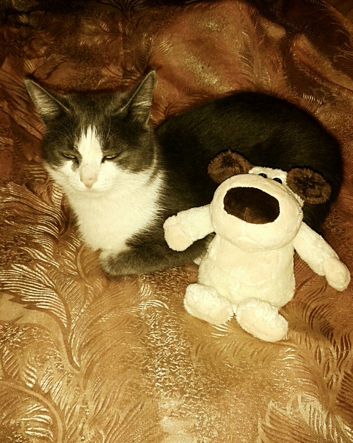 cat