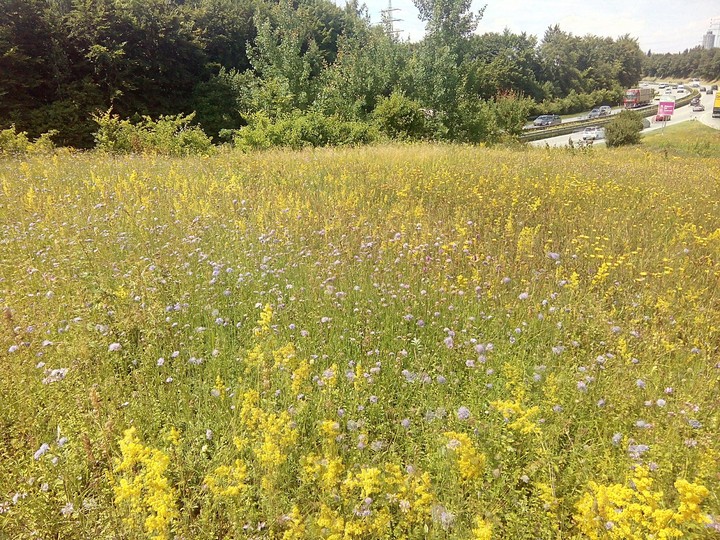 Field of Flowers, Augsburg, Germany