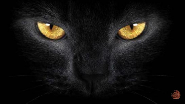 gatito