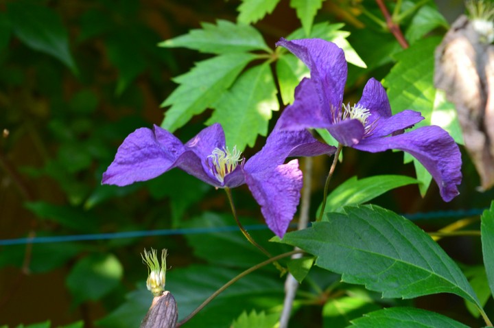 Purple flowers