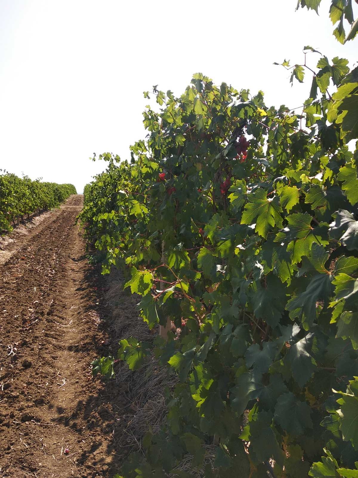 grapes