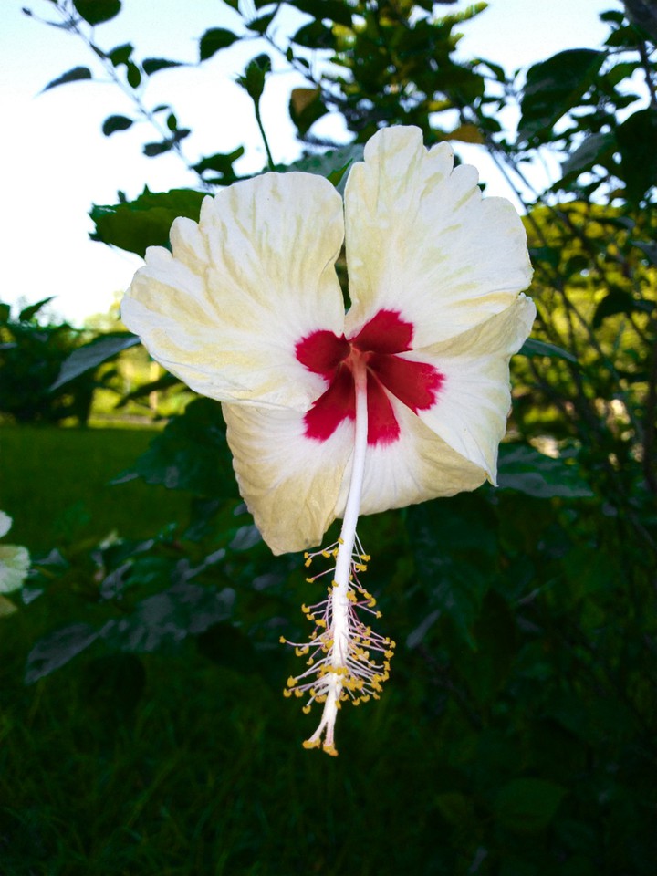 China rose