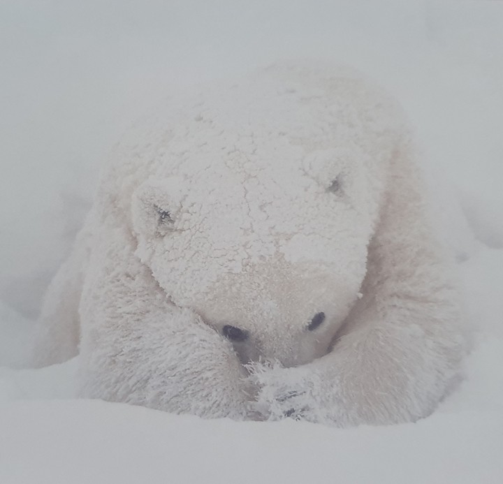 Eisbär