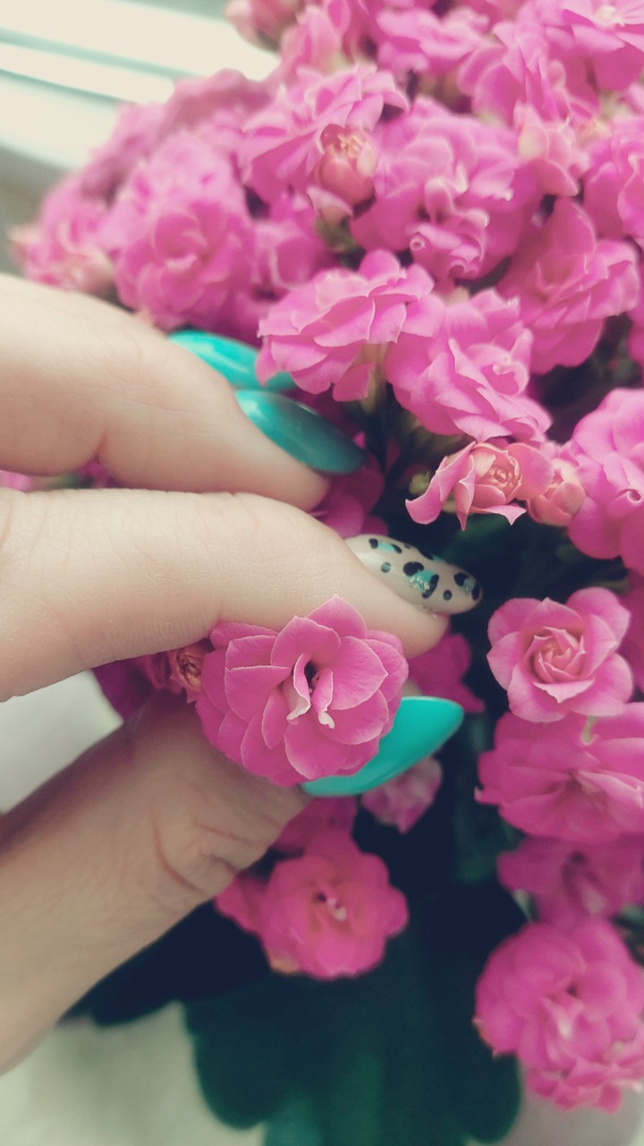 kalanchoe