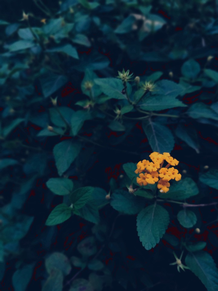 Forlorn flower