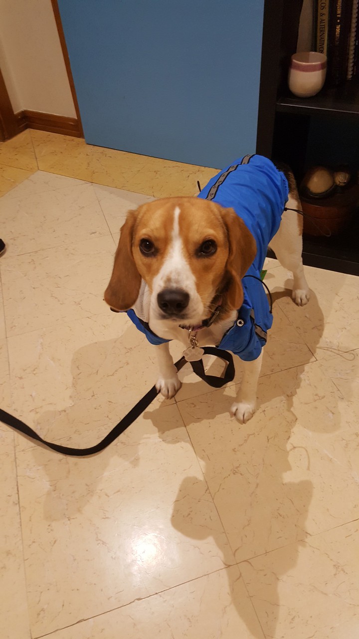 passeio  com chuva