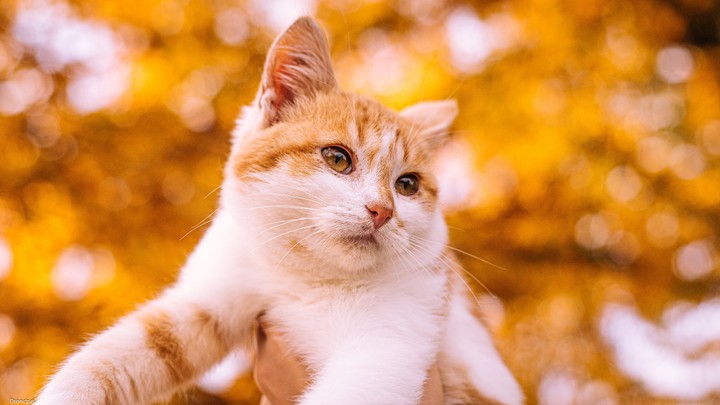 cutie