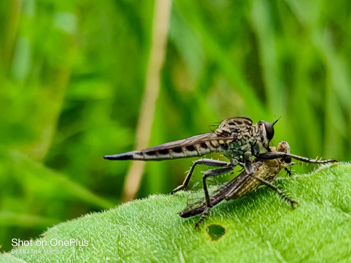Big fly