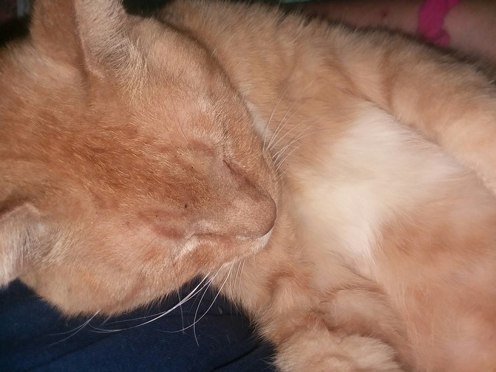 "YES I am ADORABLE!!" -Moemoe the cat!!