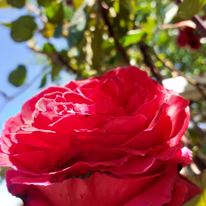 rose