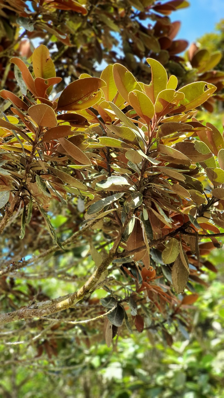 leaves